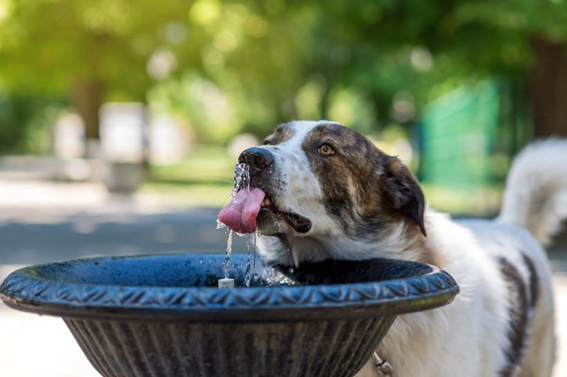 Dog drinking water